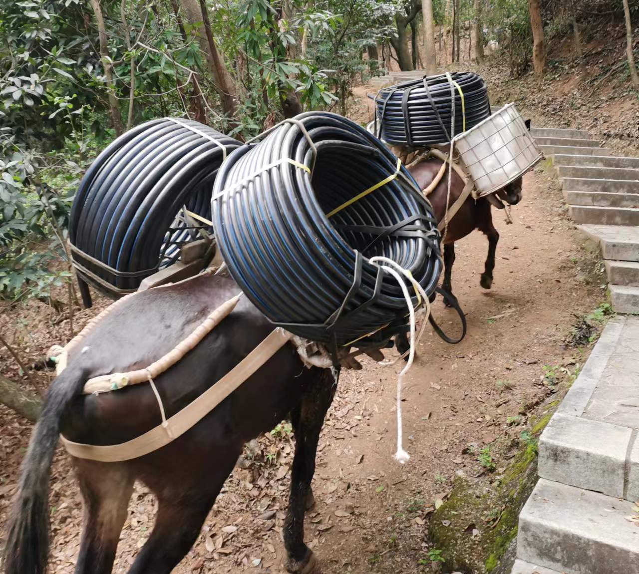 花都区马帮运输