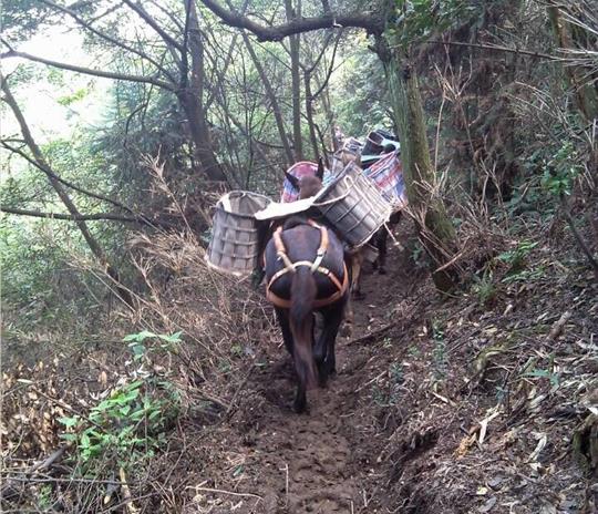 花都区马帮运输公司