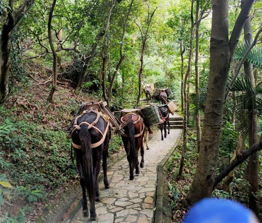 花都区马队运输电话