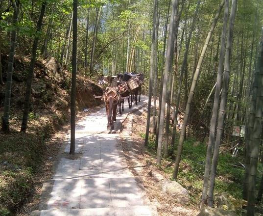 花都区马队运输公司