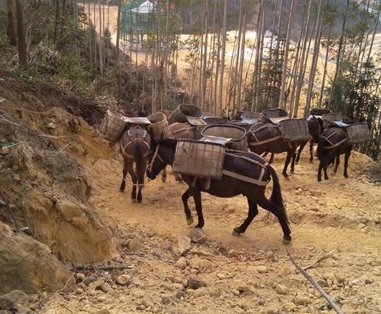 花都区山区马队运输
