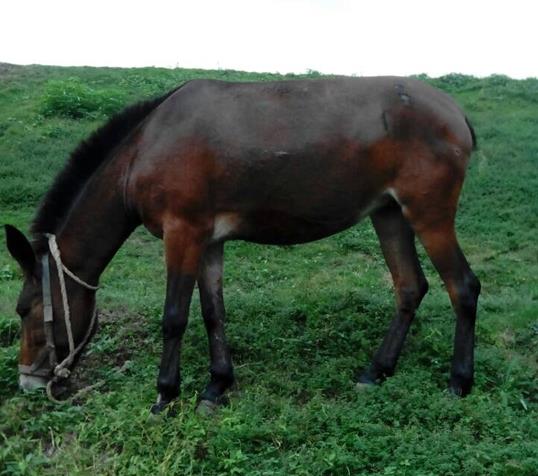 花都区骡马搬运