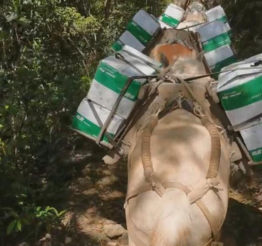 花都区骡马山路运输