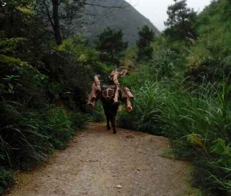 花都区骡马运输