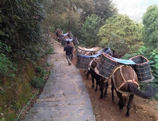 花都区骡马运输电话