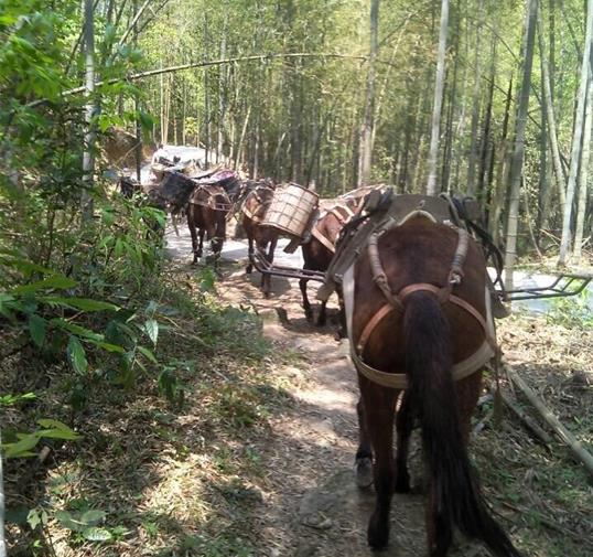 花都区骡马运输公司