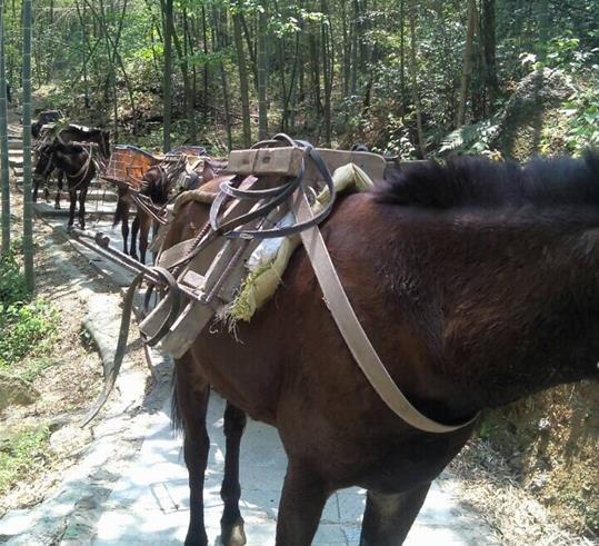 花都区山路骡马运输