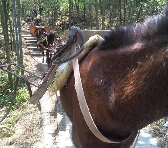 花都区骡马队运输