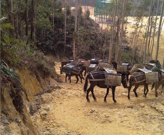 花都区马帮山路运输