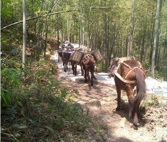 花都区马帮运输电话
