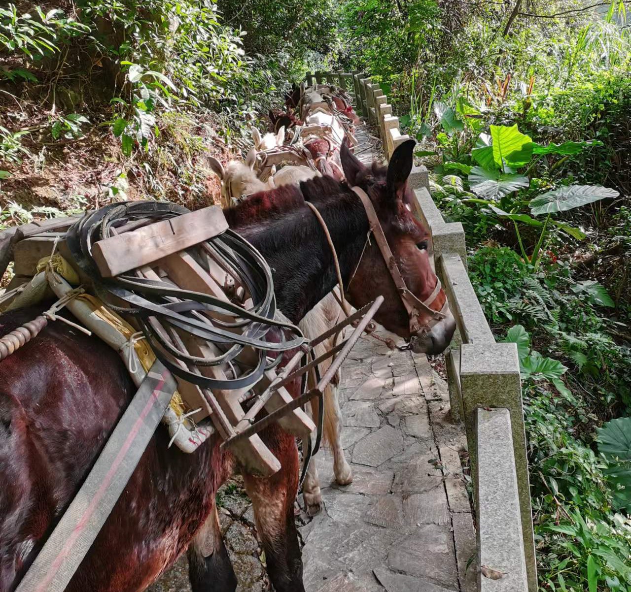 花都区马队运输