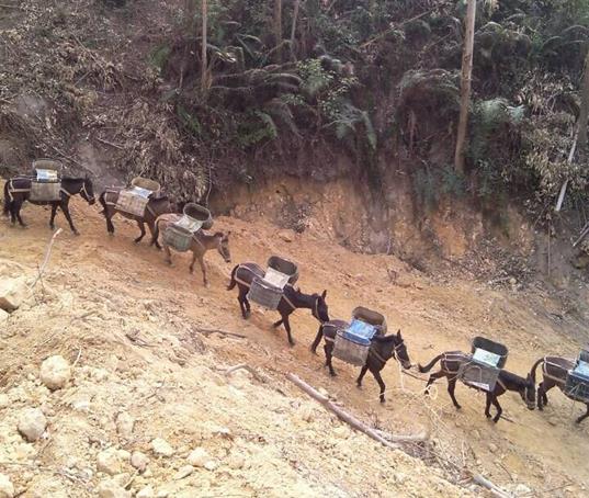 花都区山路马帮运输