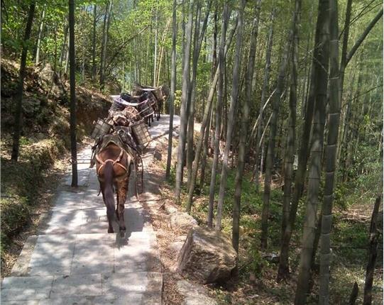 花都区山区骡马运输
